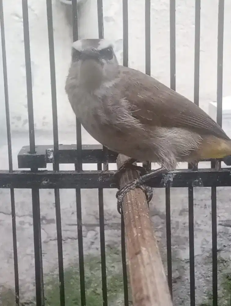 Jual Burung Cerucuk + Kandang Kotak