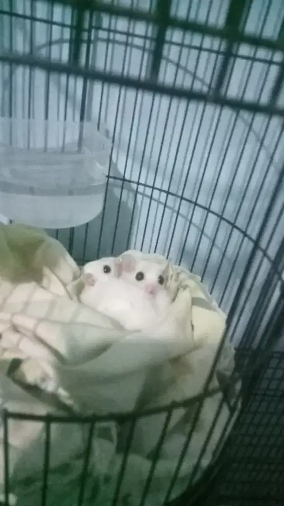 Sepasang sugar glider leucistik