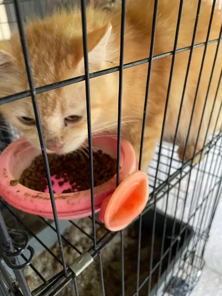 Kandang kucing anggora