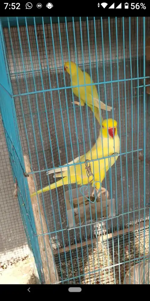 Indian ringneck sepasang