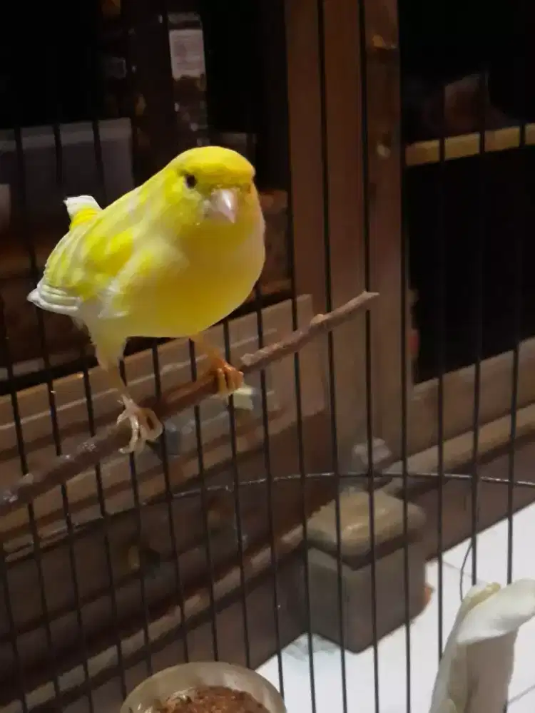 kenari kuning stabilo dah rajin bunyi