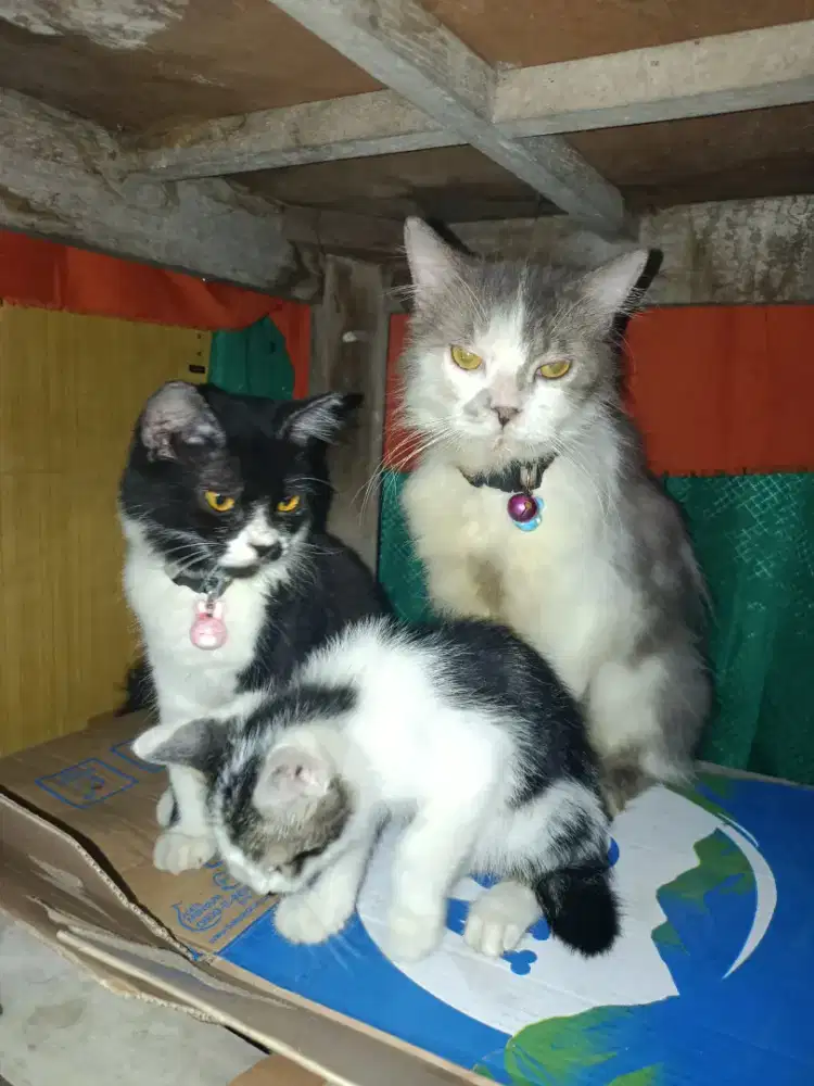 Jasa penitipan kucing rumahan