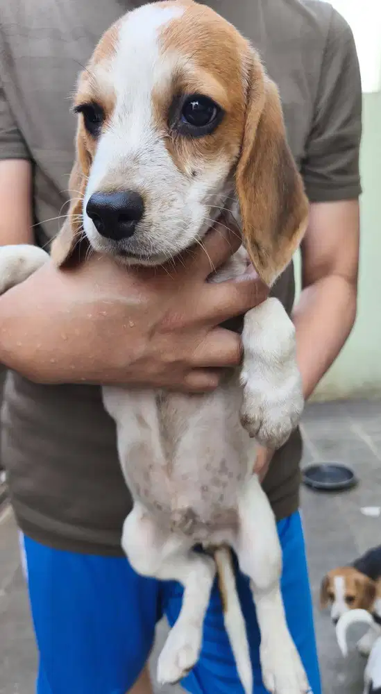 Anjing Beagle Muda