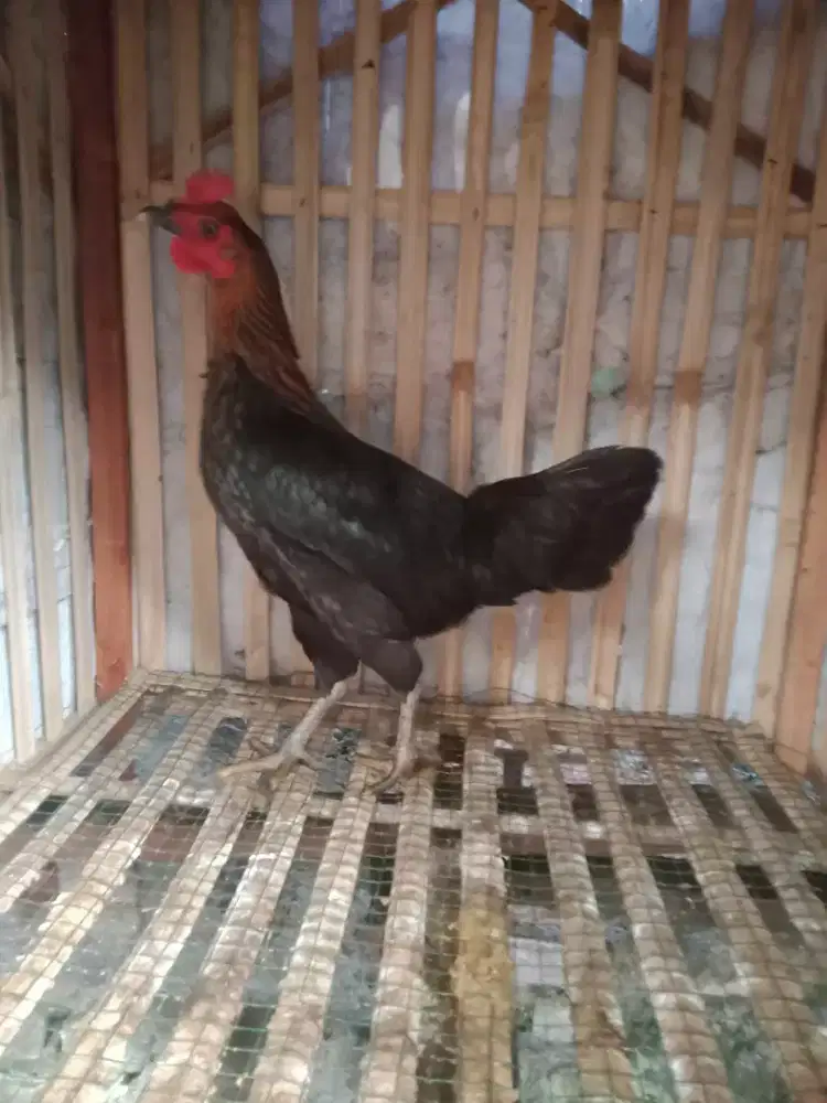 Ayam kampung betina