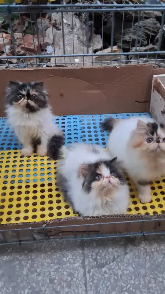 Kitten peaknose betina