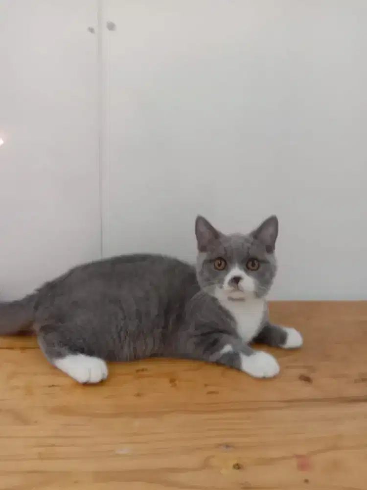 Kitten british short hair jantan