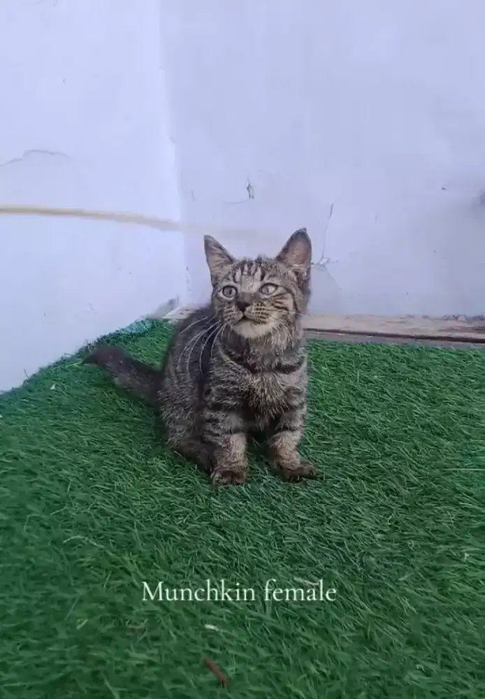 Munchkin female