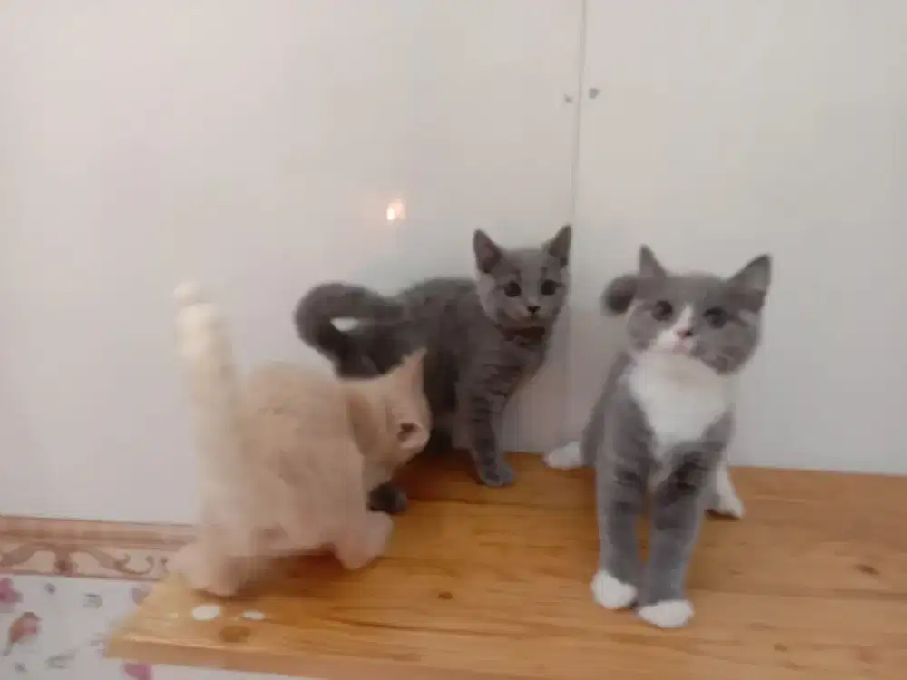 Kitten bsh all jantan