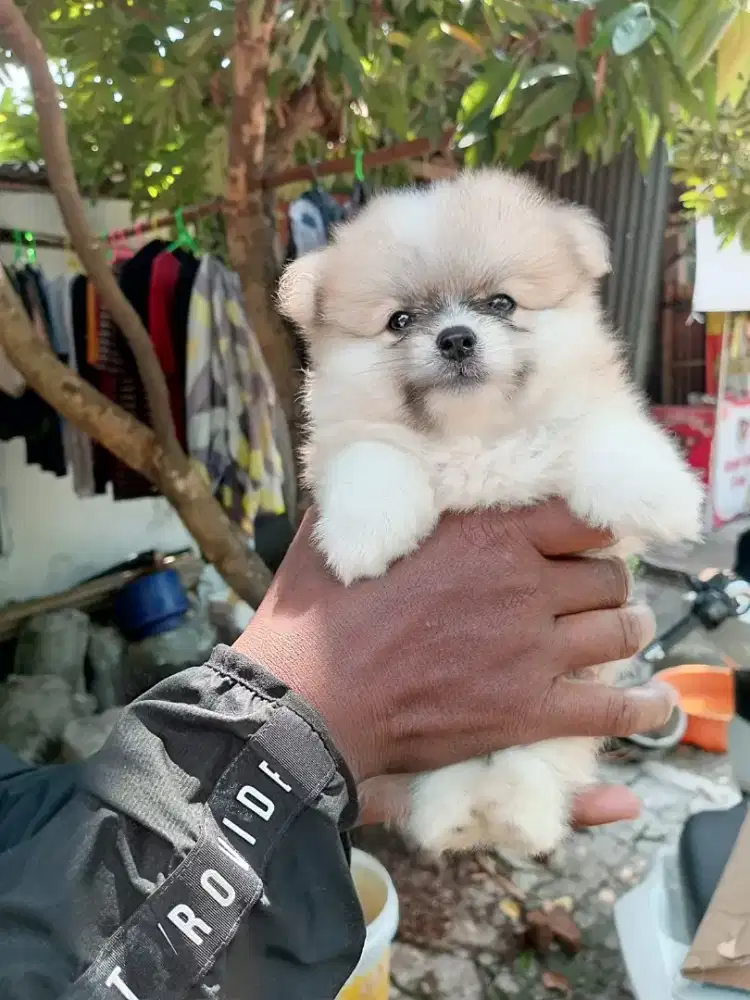 Anjing Lucu Minipom