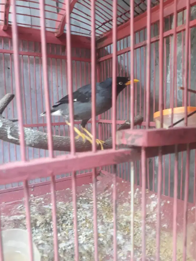 Kerak hitam jalak hitam