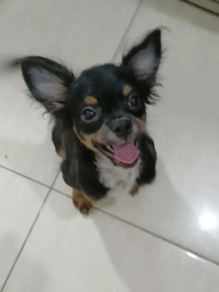 Chihuahua jantan