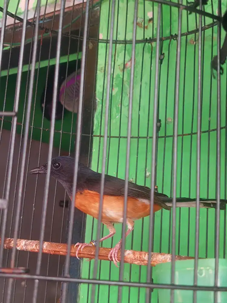 Jual muray sepasang fs.