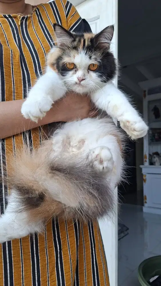 Kucing ras persia betina