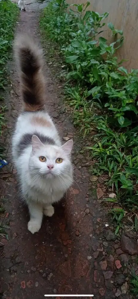 Kucing persia medium betina