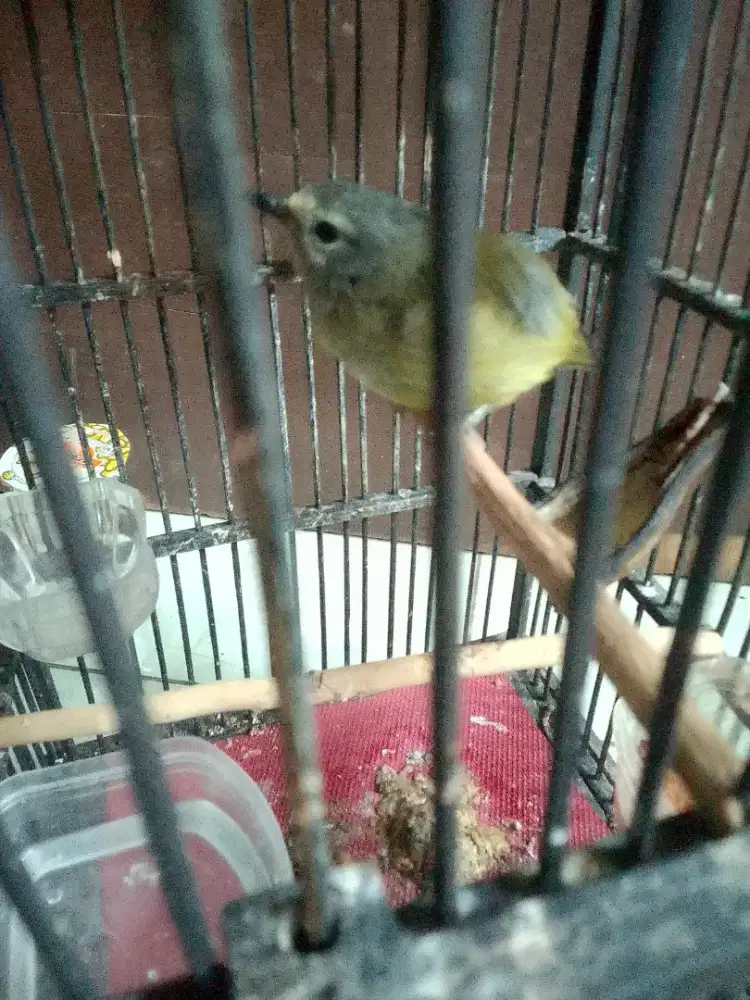 Dijual burung opior plus kandang