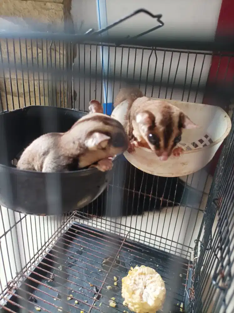 Sugar Glider Tupai Terbang, kantung isi joy