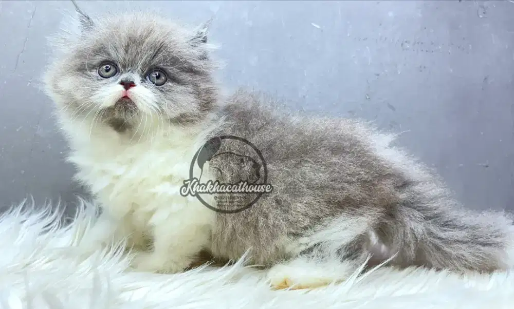 Persian Pesek gembul