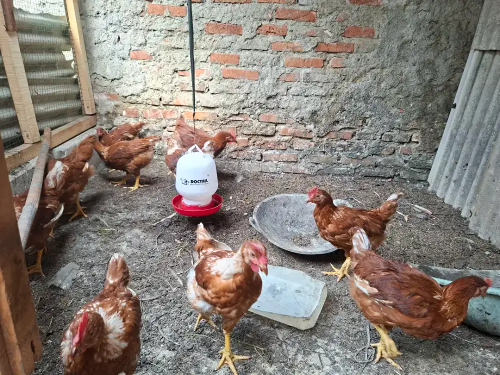 Ayam layer petelur umur 3 bulan lebih