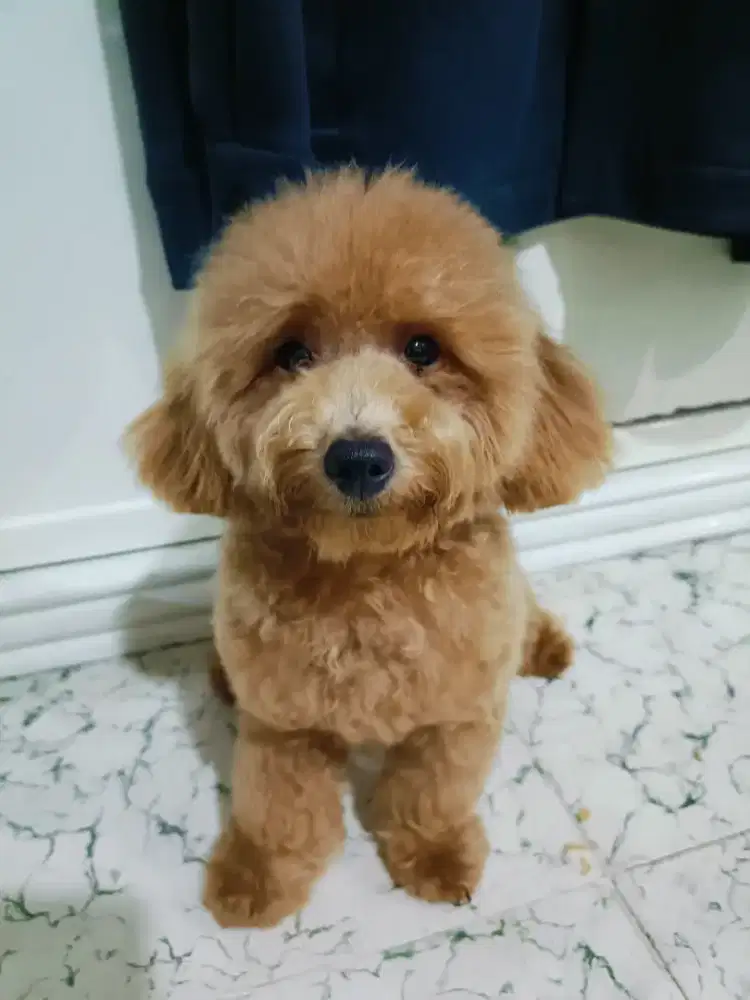 Toy Poodle Anakan Dijual