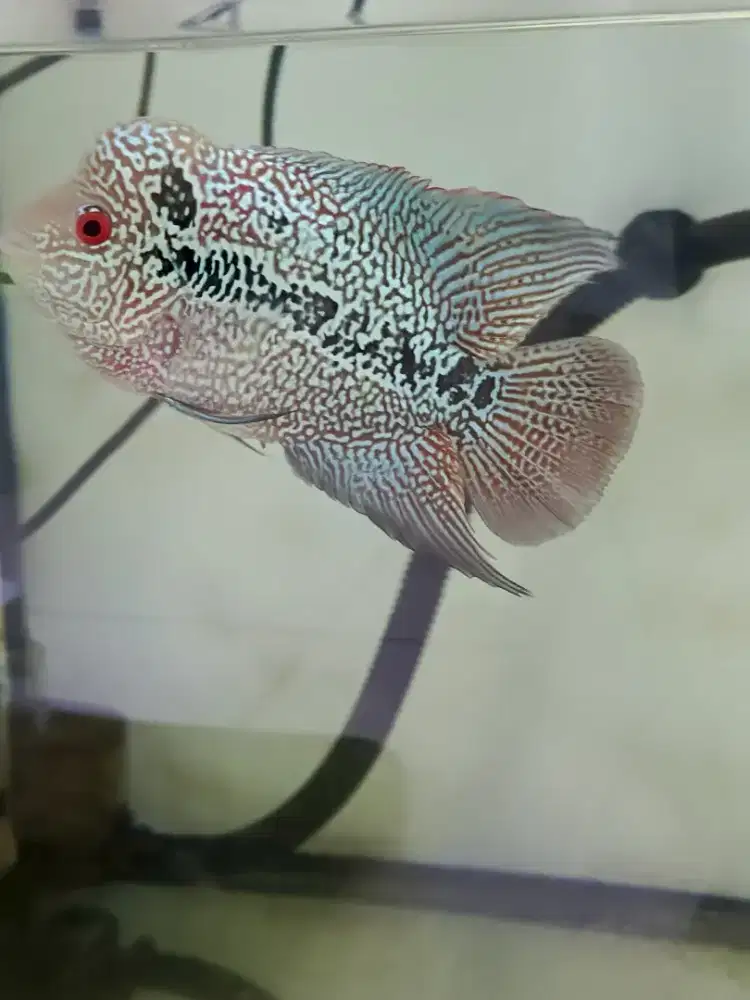 Ikan louhan cencu