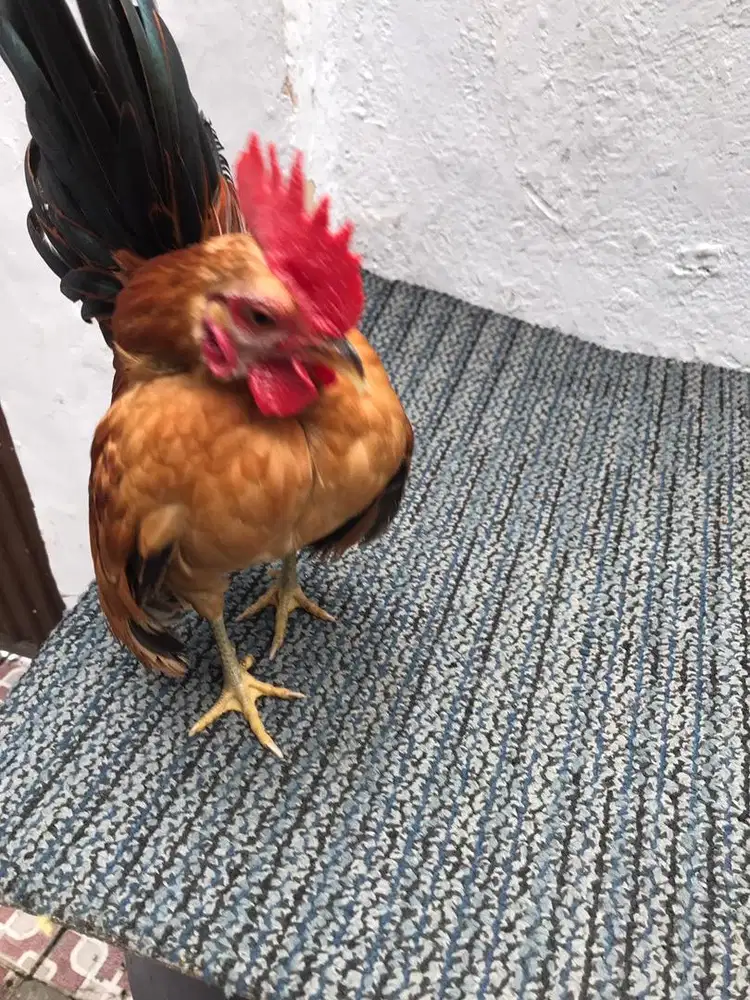 Ayam jago serama