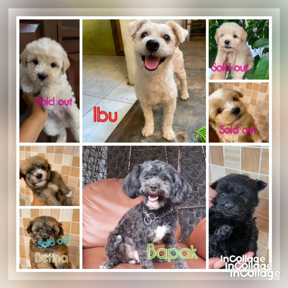 Di jual Maltipoo