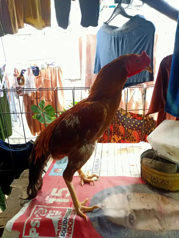 Ayam bangkok x mangon