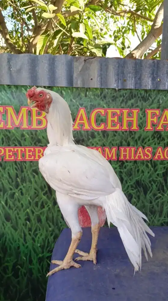 Ayam aseel parrot ori