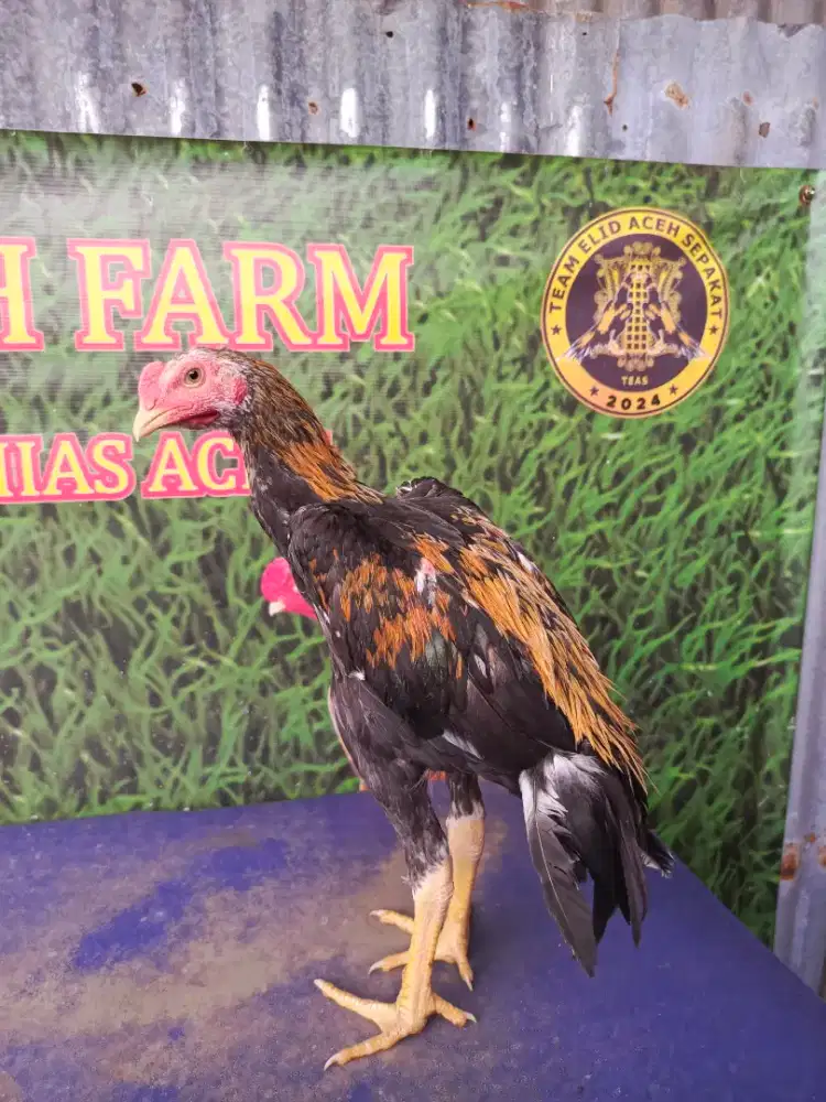 Ayam siam murni lhk