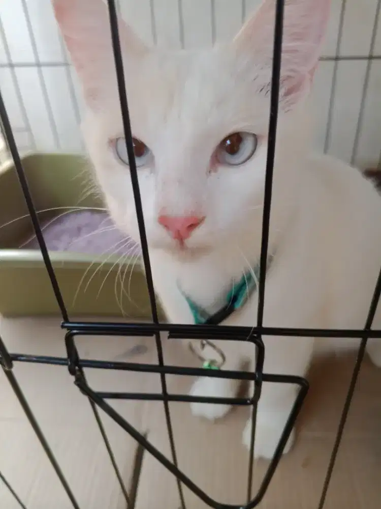 Kucing putih ( persia x maincon )