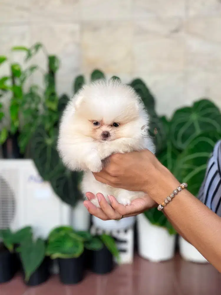 Pomeranian Betina