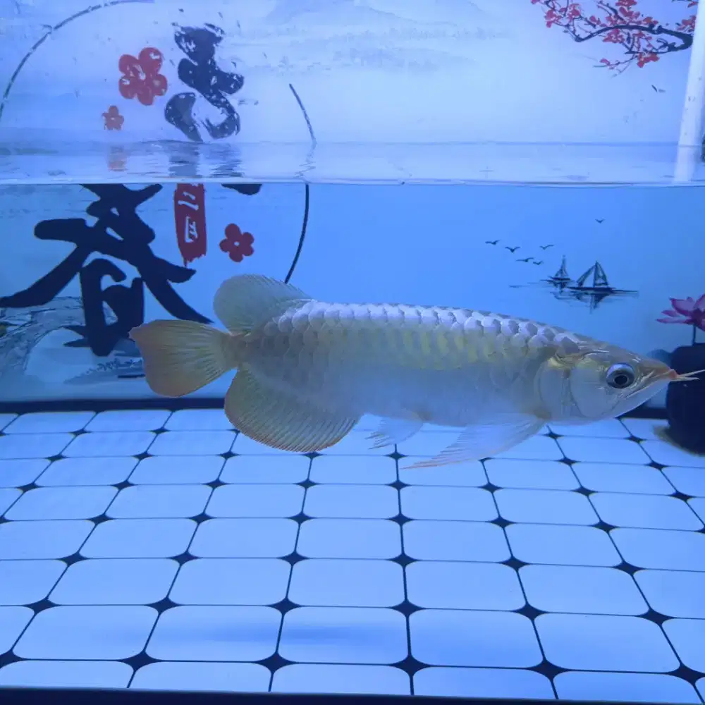 Jual ikan arwana super red