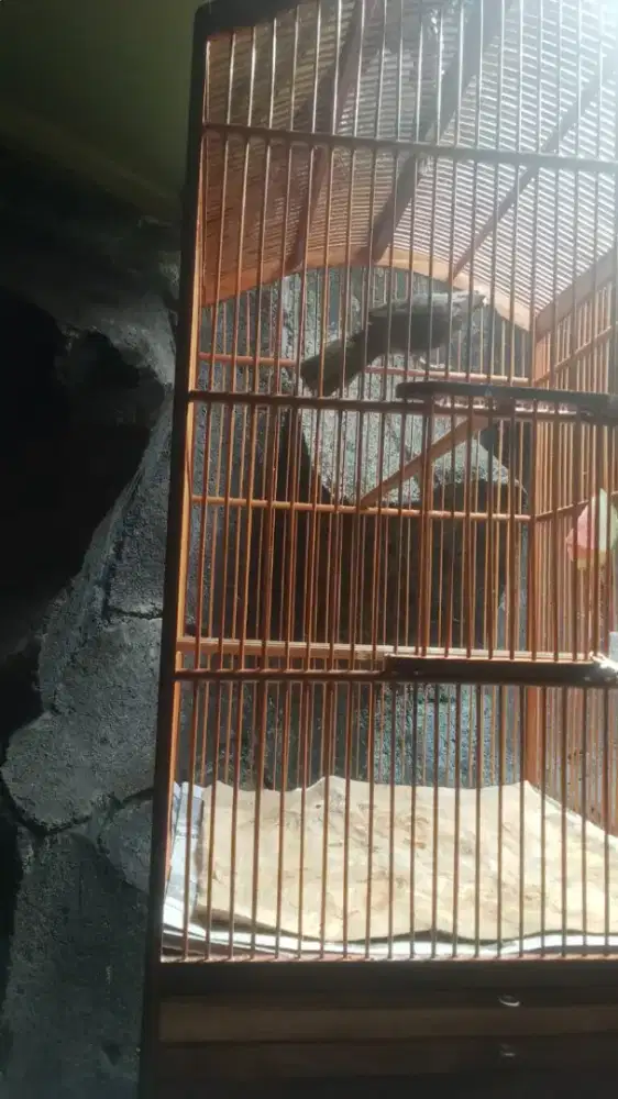 Burung cucak rawa