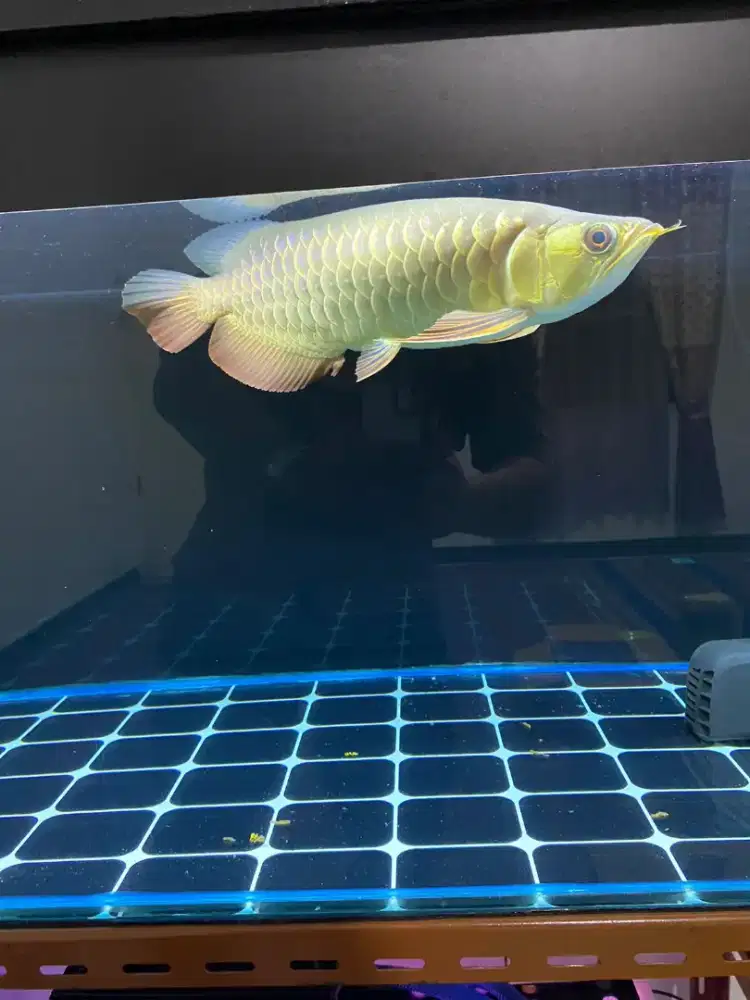 Jual ikan arwana GOLDEN RED