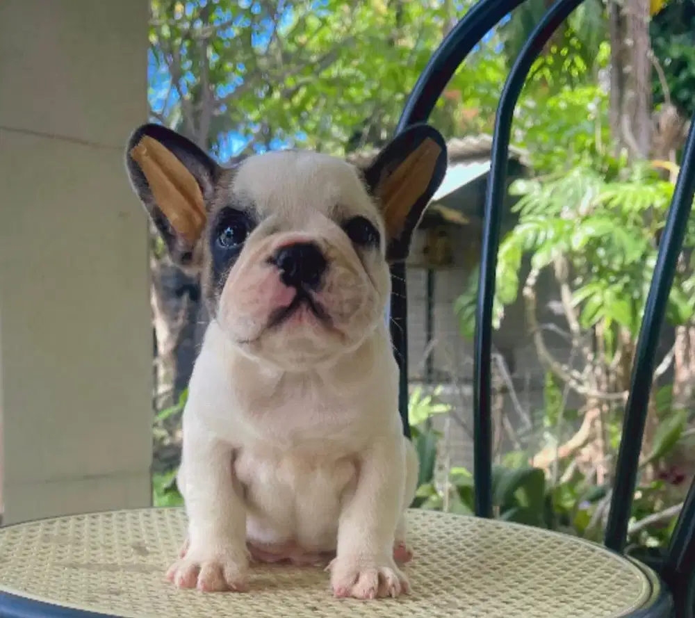 Anjing french bulldog