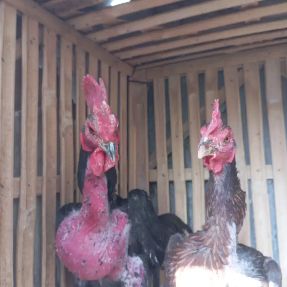 Ayam jenis sepasang