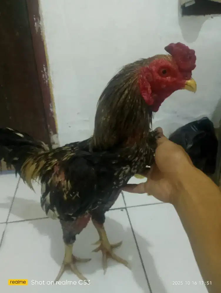 Ayam jago sama kelinci