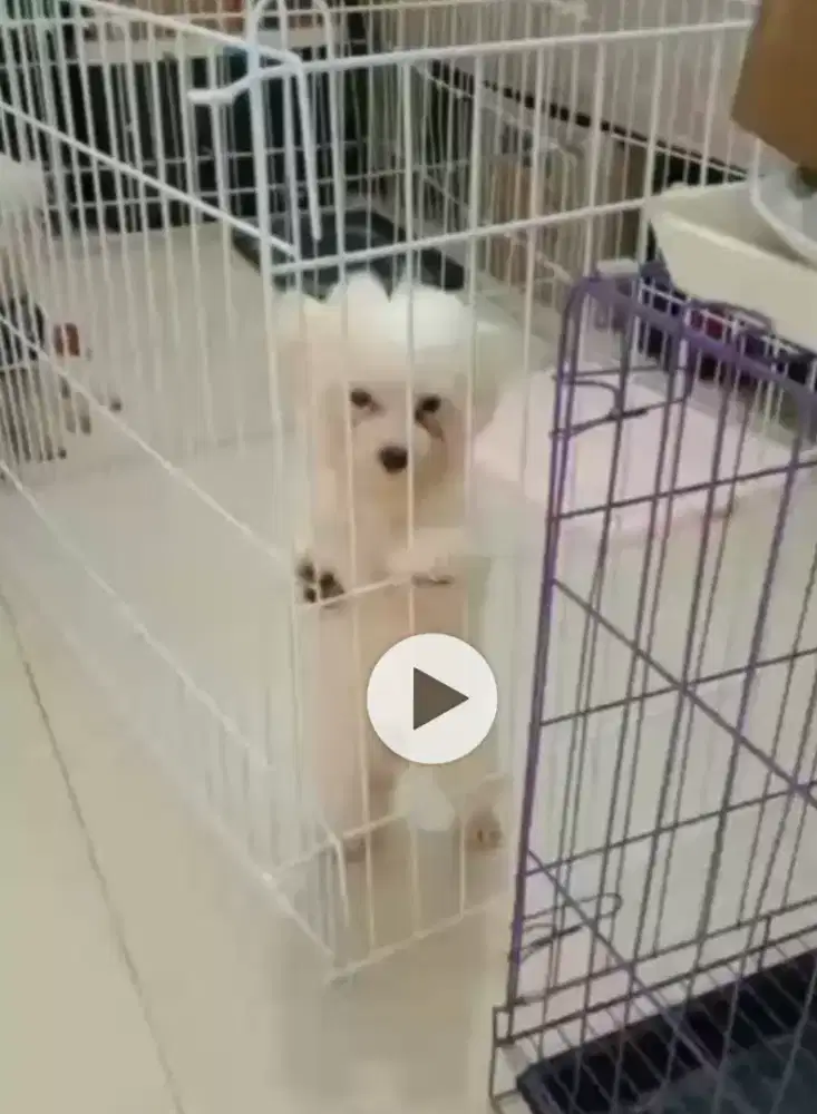 Anak Anjing Malteze