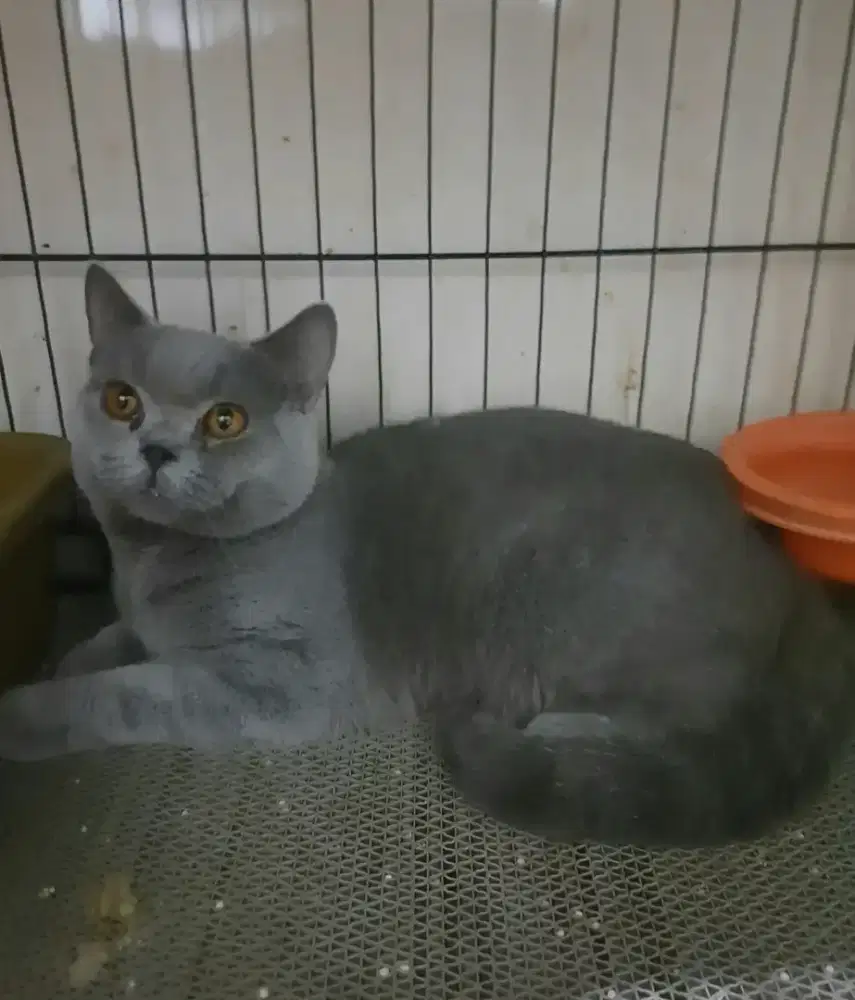 Kucing bsh jantan 11 bln