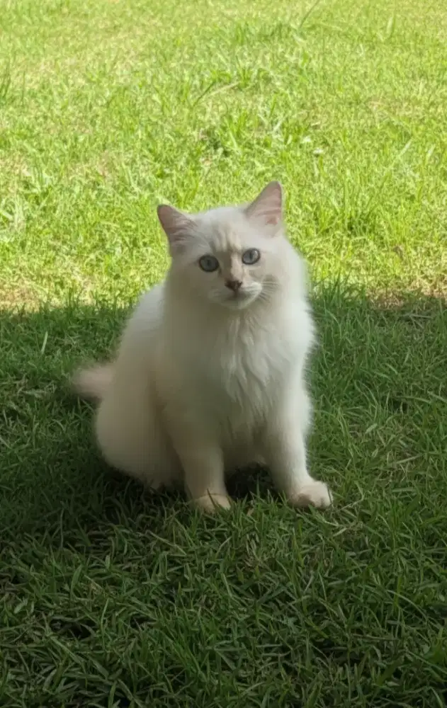 Lepas Adopt Kitten Himalayan