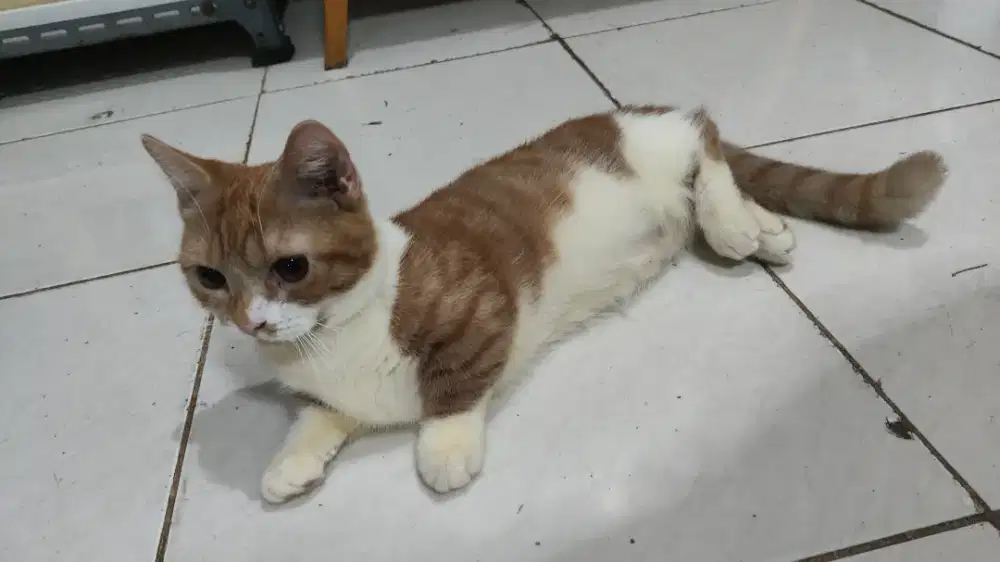 Kucing Jantan Munchkin Mix Peaknous x Sphynx – 6 Bulan, Aktif & Lucu