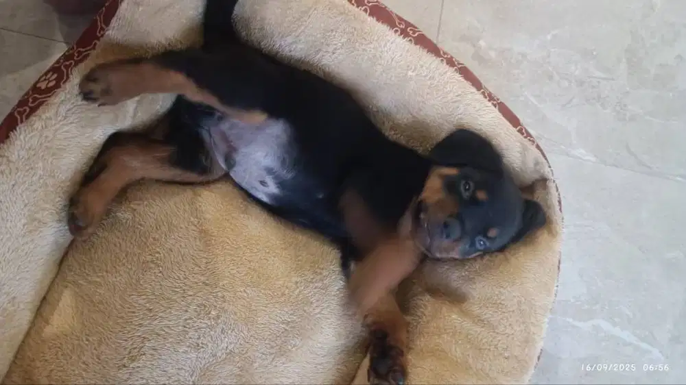 Rottweiler jantan dan betina