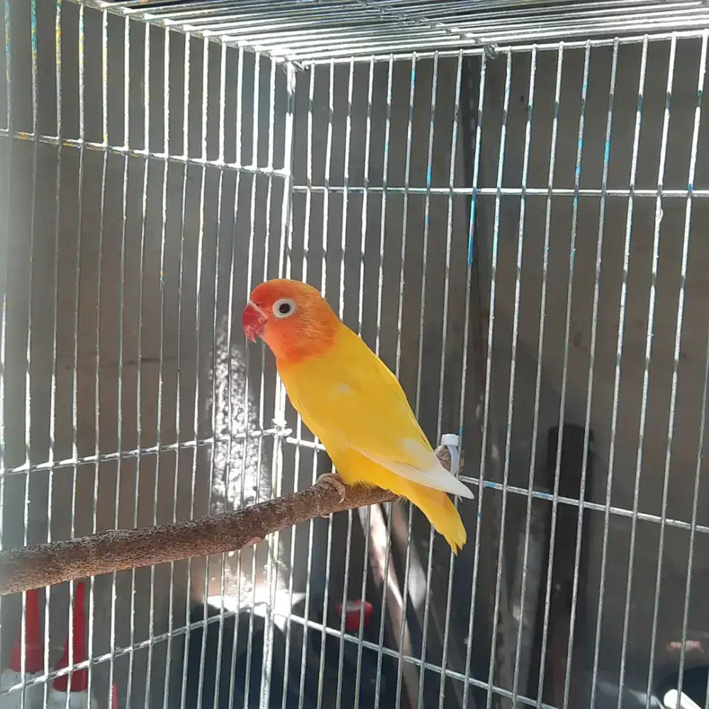 Lovebird lutino retina merah betina
