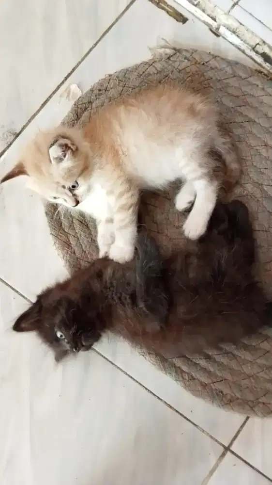 Sepasang kitten umur 2bln