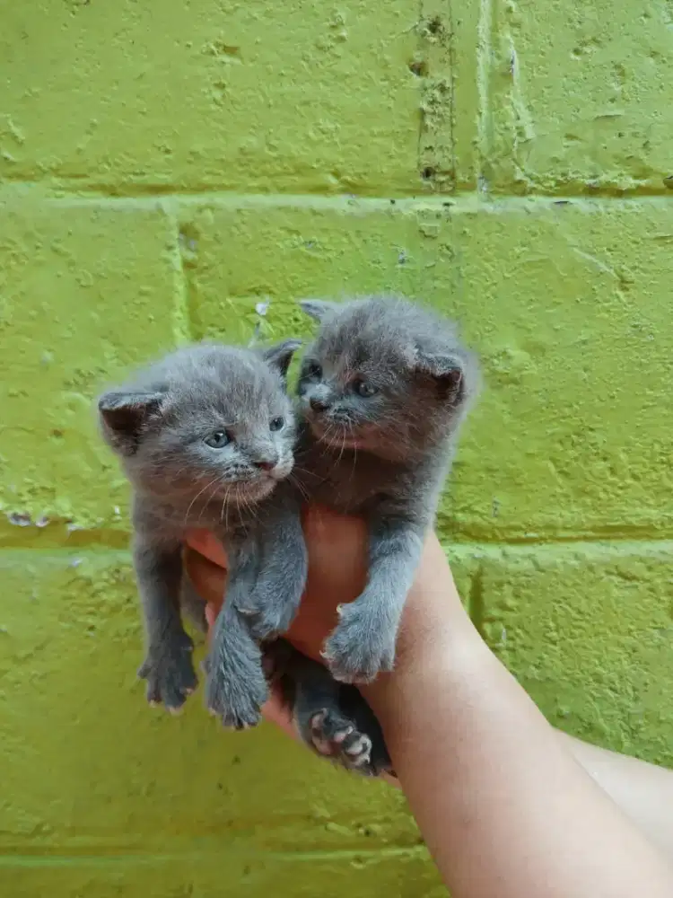 BRITISH SHORT HAIR KITTEN
