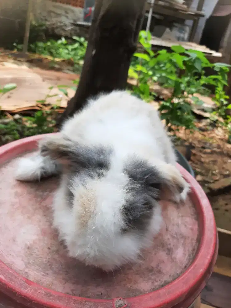 Kelinci fuzy lop