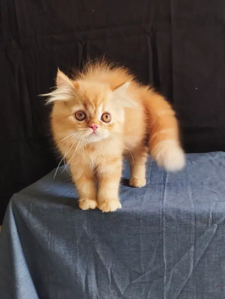 Kitten Persian flatnose longhair