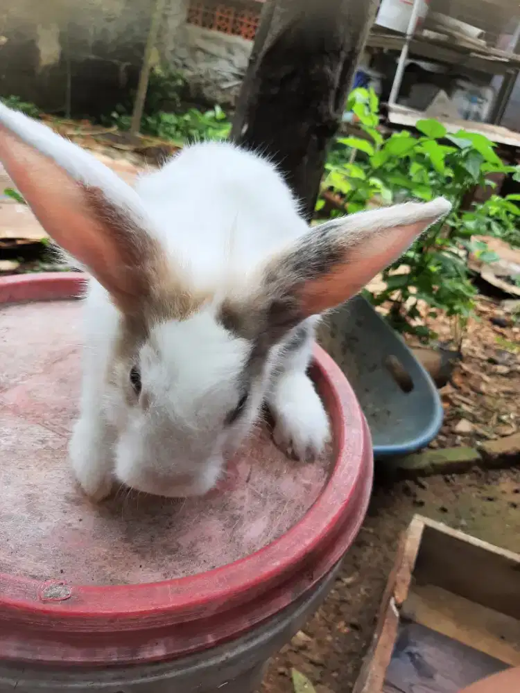 Kelinci silang dutch x fuzy lop