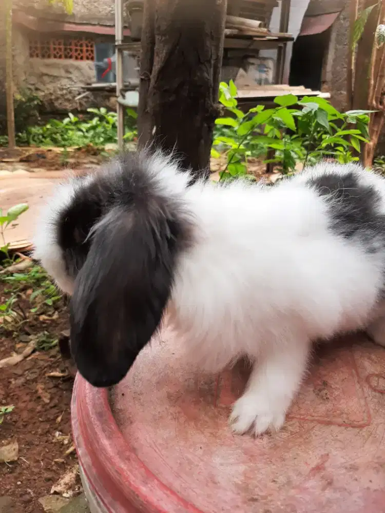 Kelinci fuzy lop x anggora