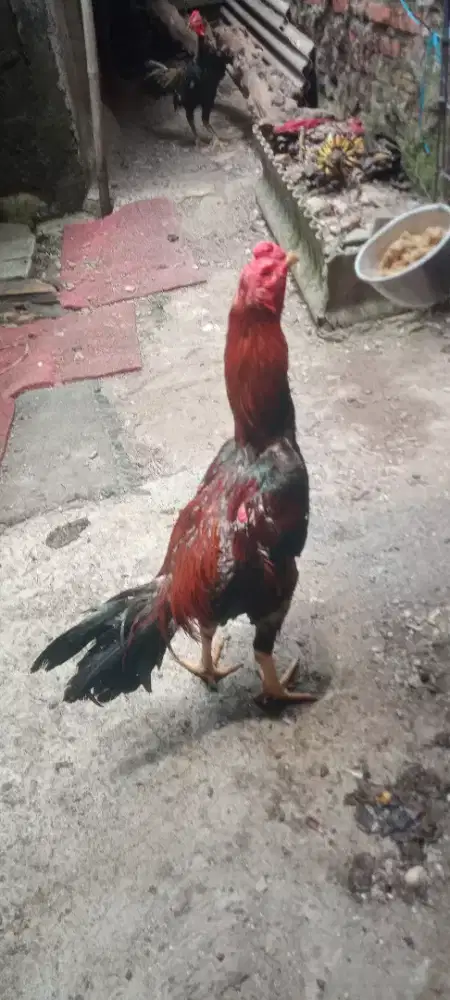 Jual cepat ayam bangkok mangoun jumbo